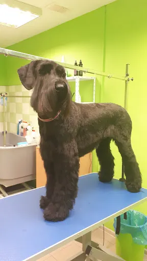 Psi Fryzjer - Groomer, Rzeszów ul. Pelczara